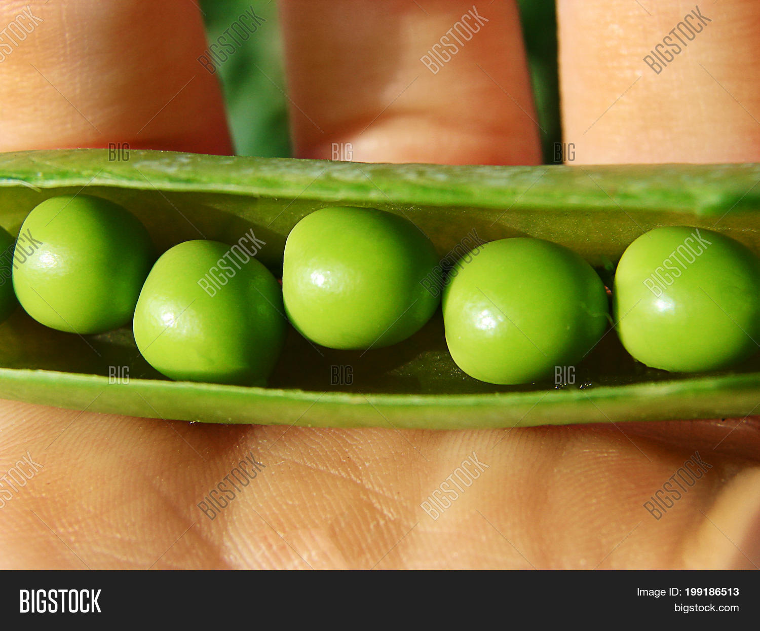 child hand hold one pea pod and cracking it.