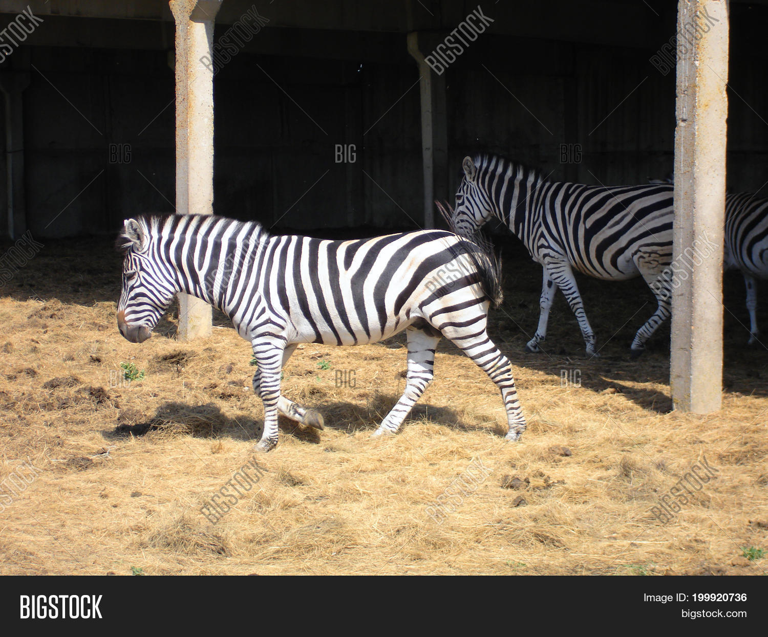 the zebra pasturing in the grass in the national park askania